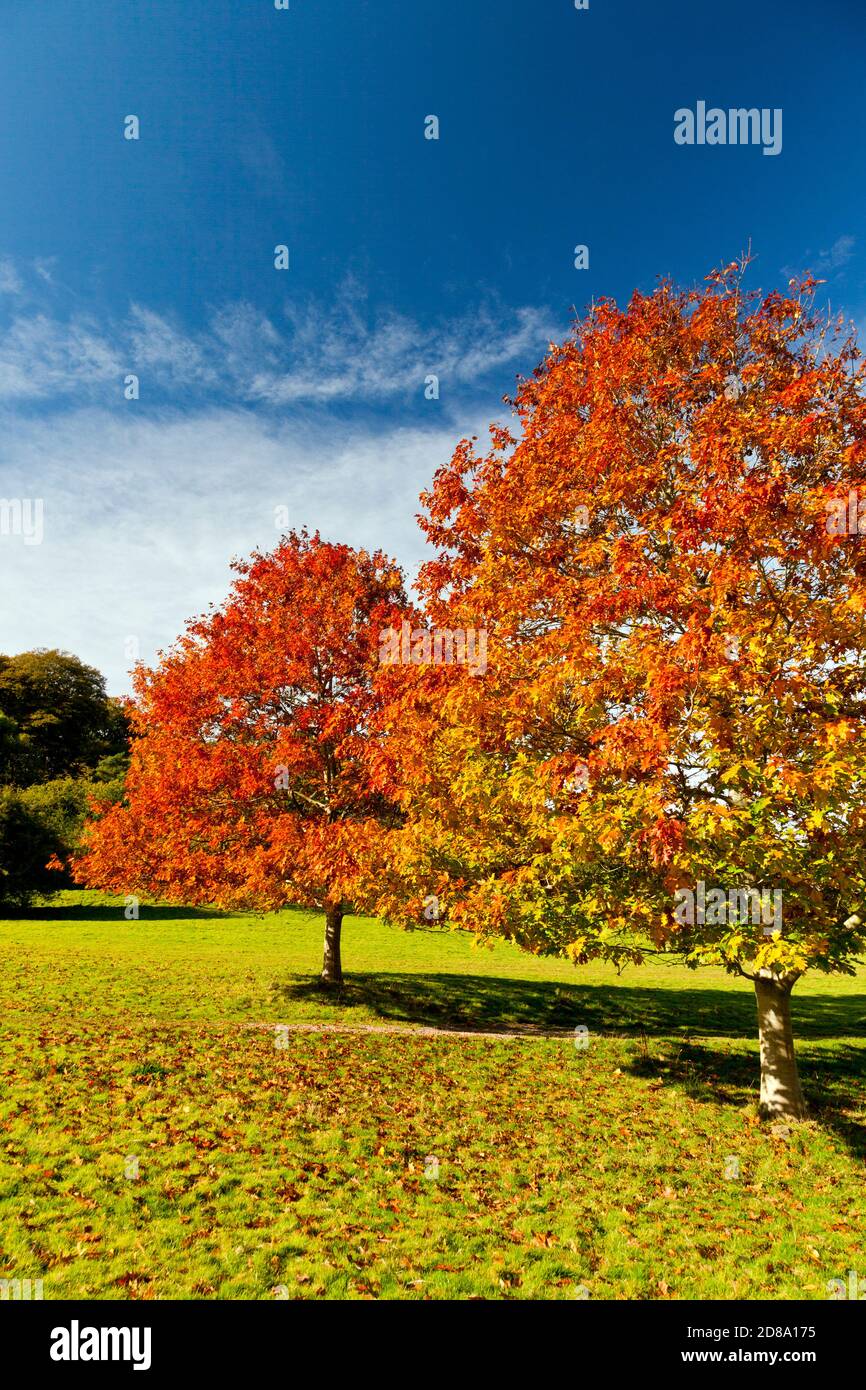Eichenbäume (Quercus sp) mit brillanter Herbstfärbung auf dem Gelände von Killerton House, nr Exeter, Devon, England, UK Stockfoto
