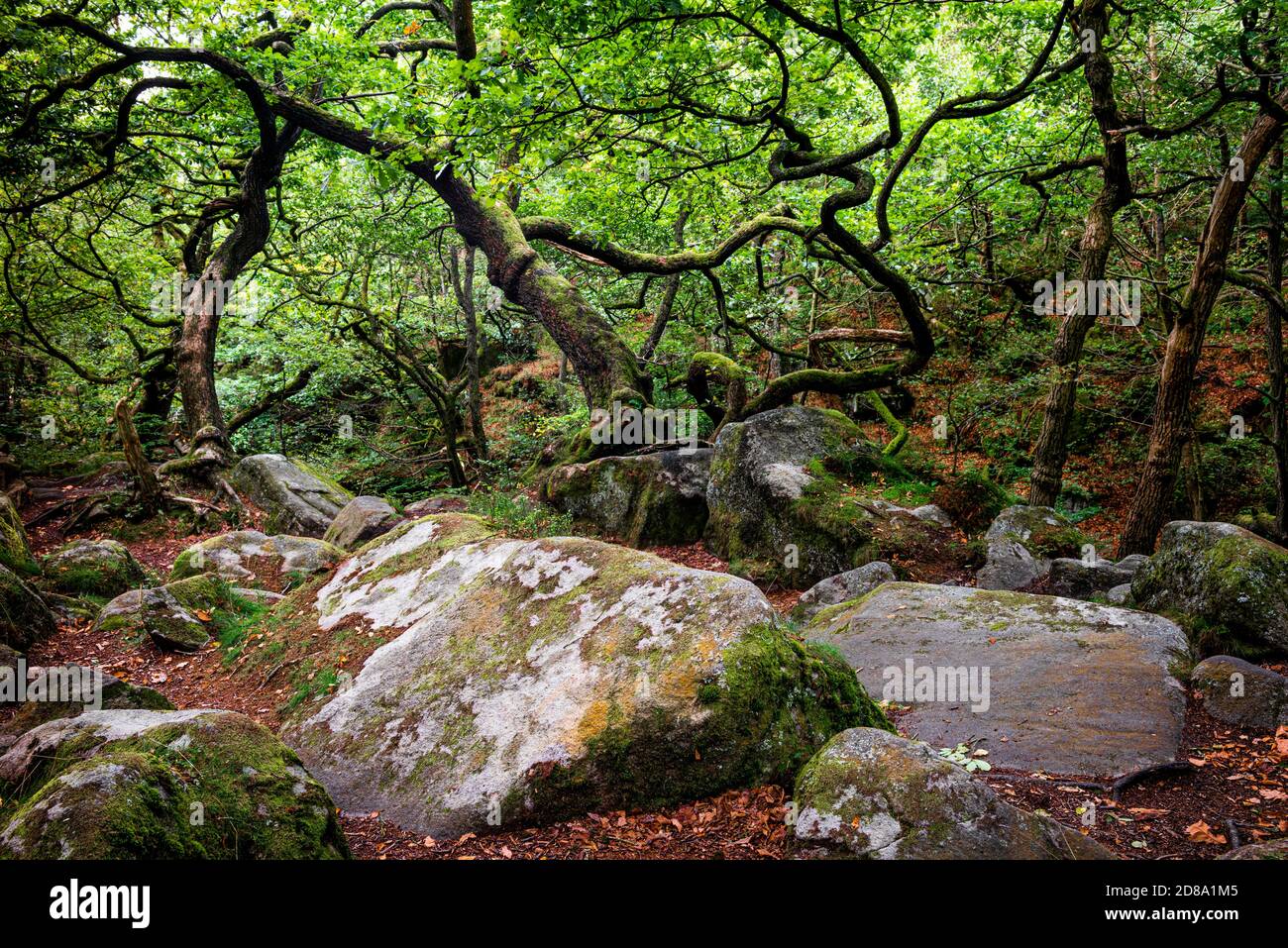 Padley Schlucht Waldbäume, Peak District Nationalpark, England, Großbritannien Stockfoto