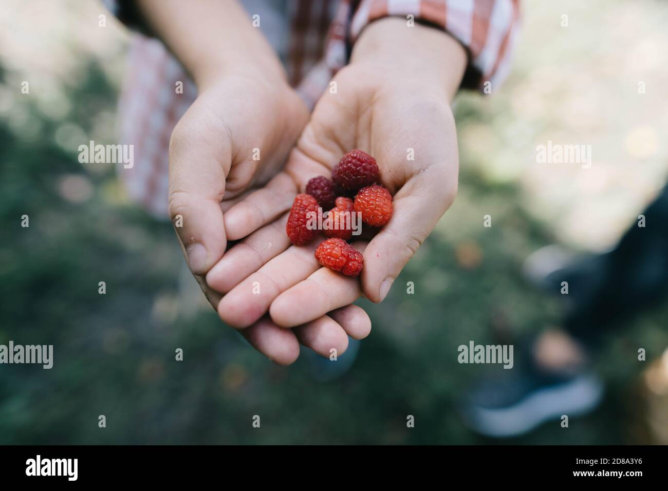 Rote reife Himbeeren in den Händen eines Kindes auf Ein unscharfer Hintergrund Stockfoto