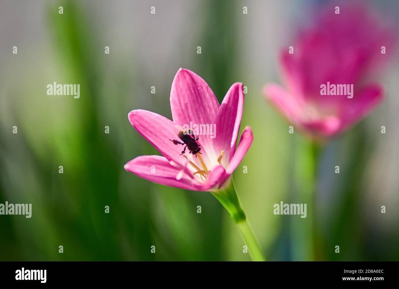 Nahaufnahme der blühenden rosa Regenlilie Stockfoto