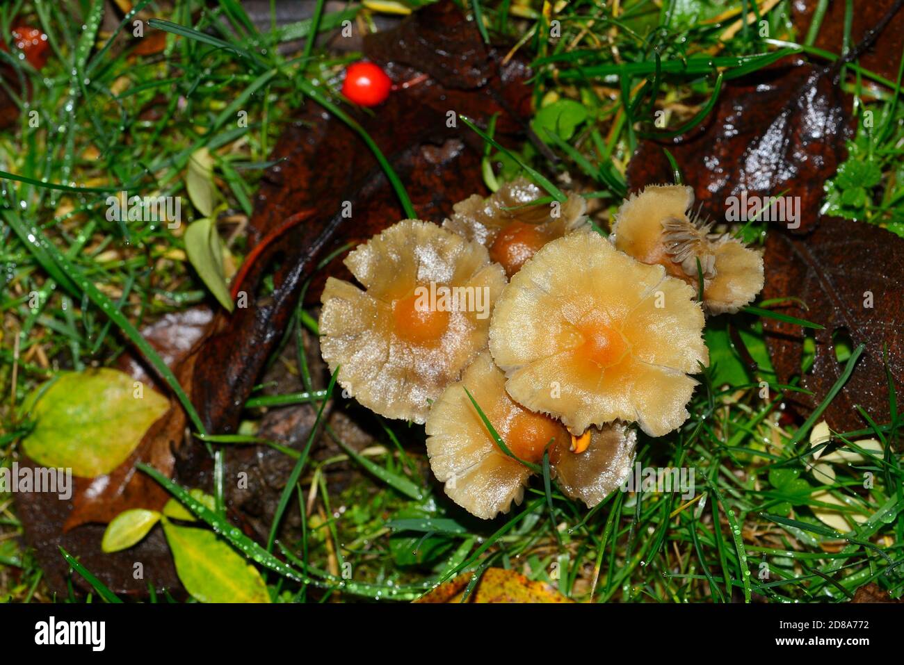 Honigpilz / Bootlace Pilz (Armillaria mellea) wächst auf Baumwurzeln unter einem Garten Rasen. Kent, Großbritannien, Anfang Oktober, nach Regen Stockfoto