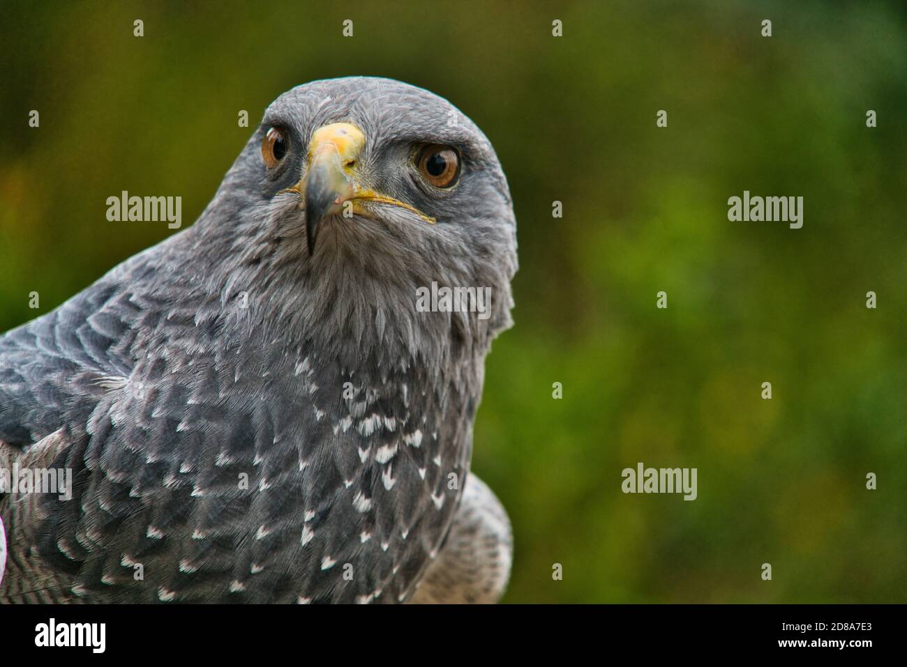 Schwarzkeule beobachtet dich Stockfoto