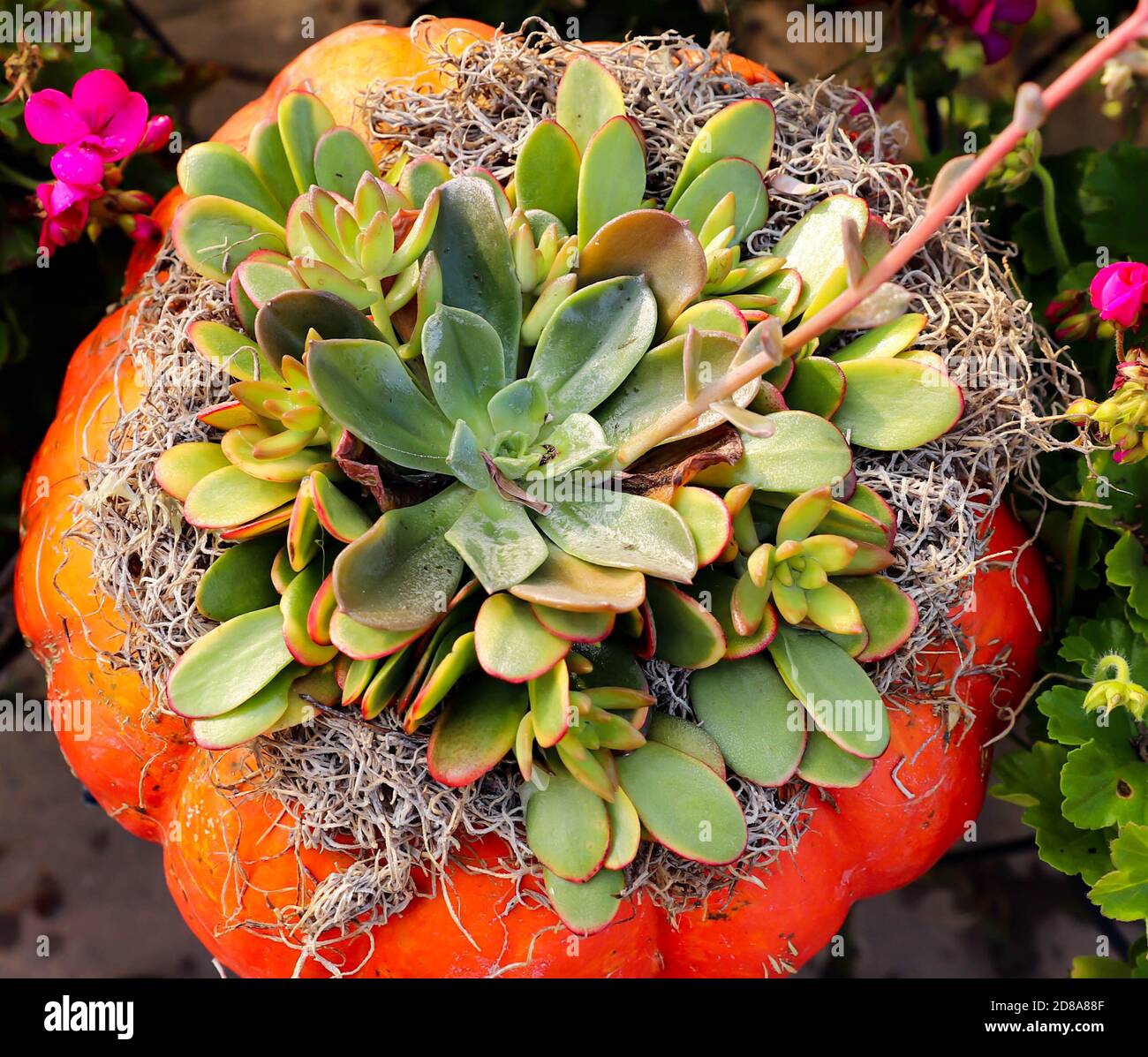 Ein Foto von oben nach unten von einem orangefarbenen cinderella-Kürbis voller Sukkulenten und Moos in einem Hinterhof im Herbst im mittleren Westen. Stockfoto