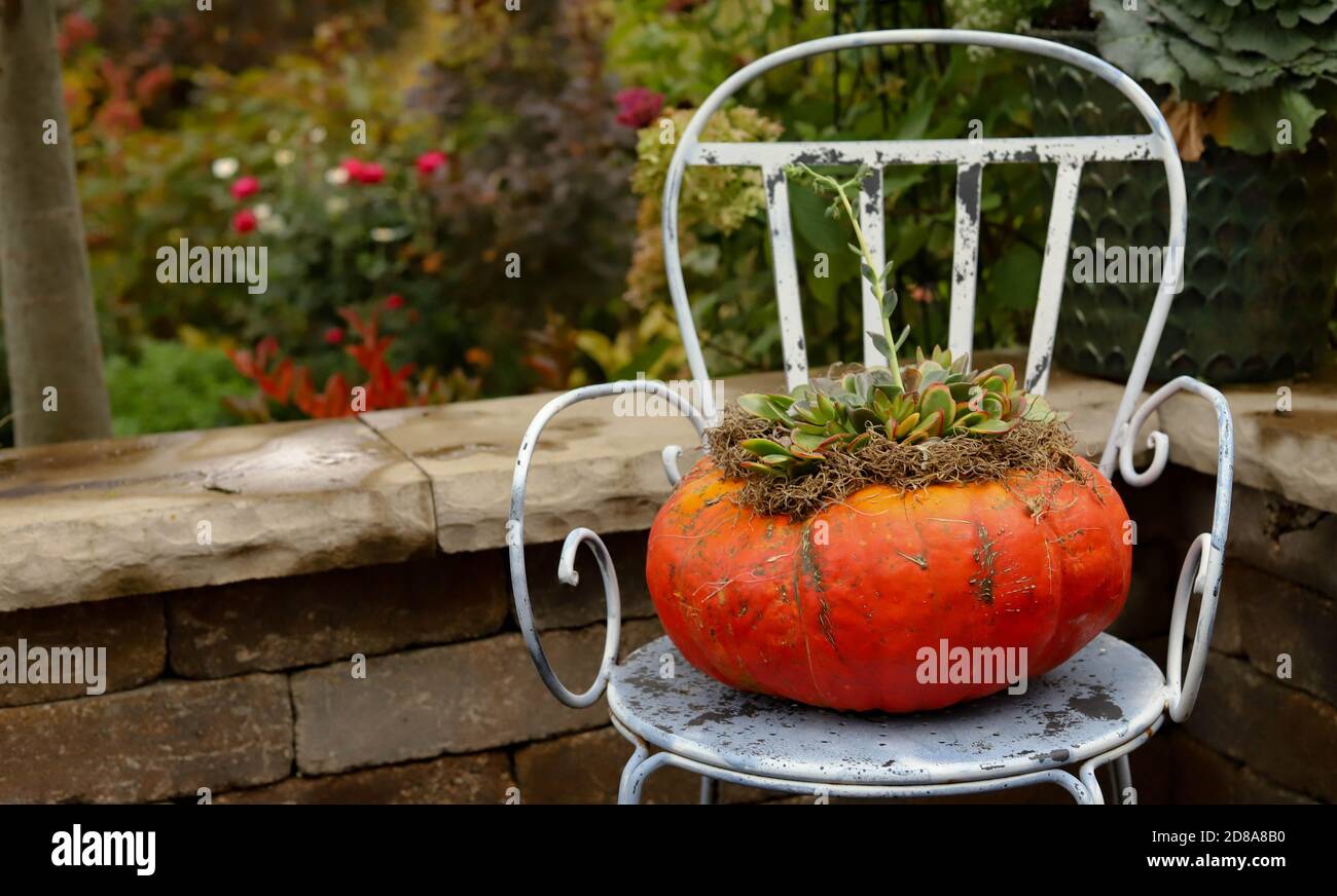 Aschenputtel Kürbis gefüllt mit schönen Sukkulenten und Moos auf gelegt Ein Vintage blau und weiß Gartenstuhl Stockfoto