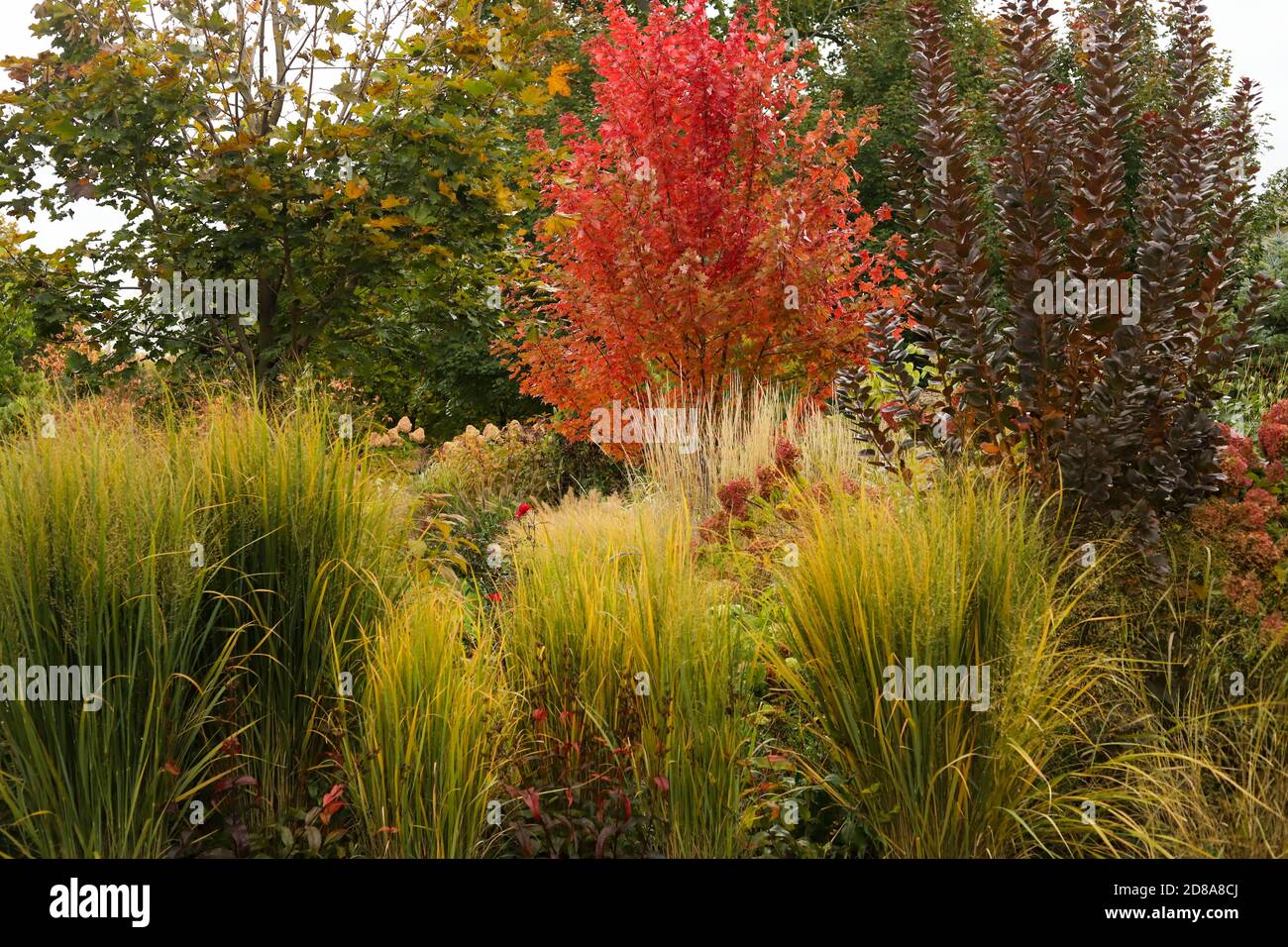 Nordwind gras Fotos und Bildmaterial in hoher Auflösung Alamy