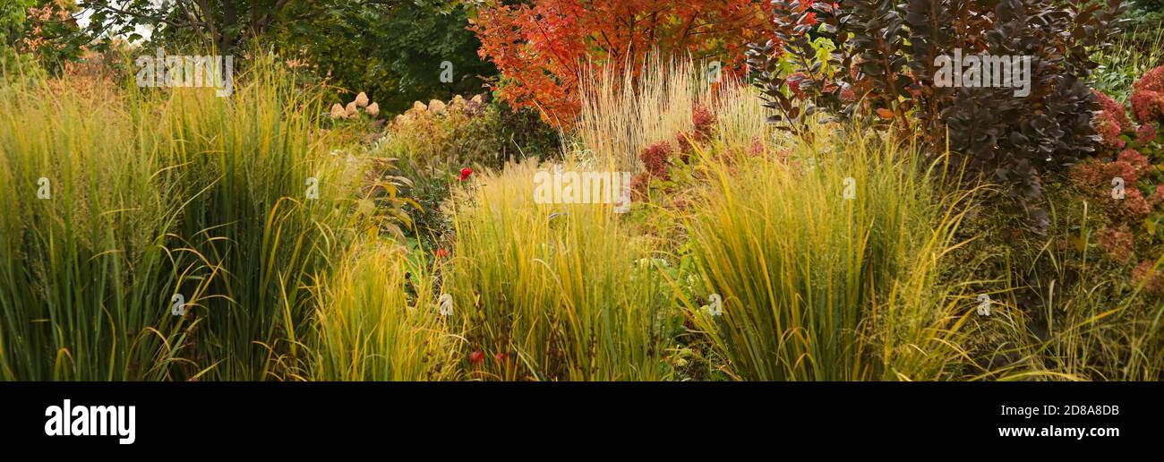 Nordwind gras Fotos und Bildmaterial in hoher Auflösung Alamy