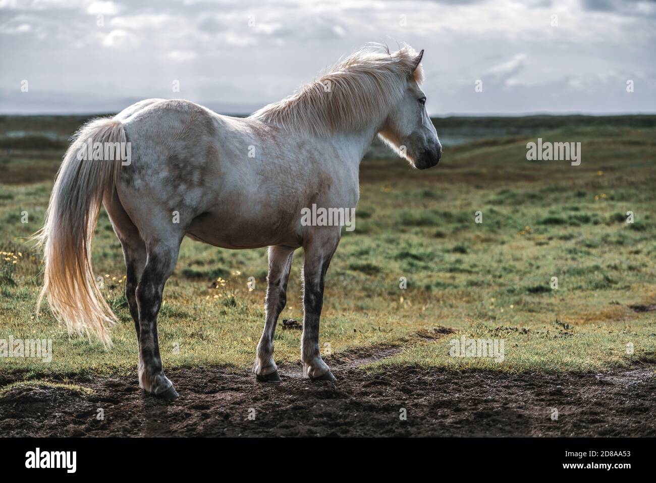 Islandpferd im Bereich der malerischen Natur Landschaft von Island. Das Islandpferd ist eine Rasse des Pferdes vor Ort in Island entwickelt als Isländische Stockfoto
