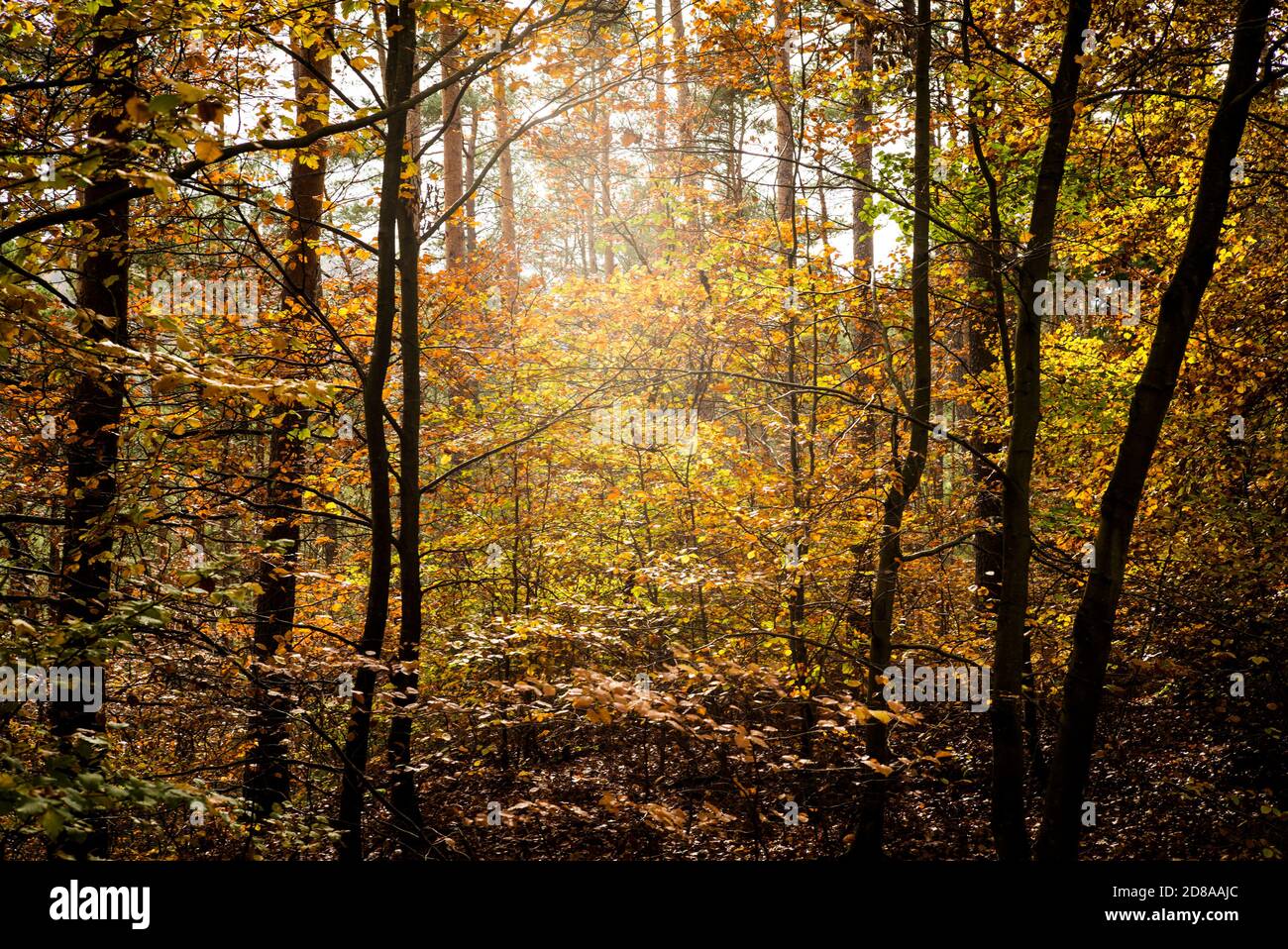 Herbstfarben im Pfälzer Wald bei Dahn, Deutschland Stockfoto