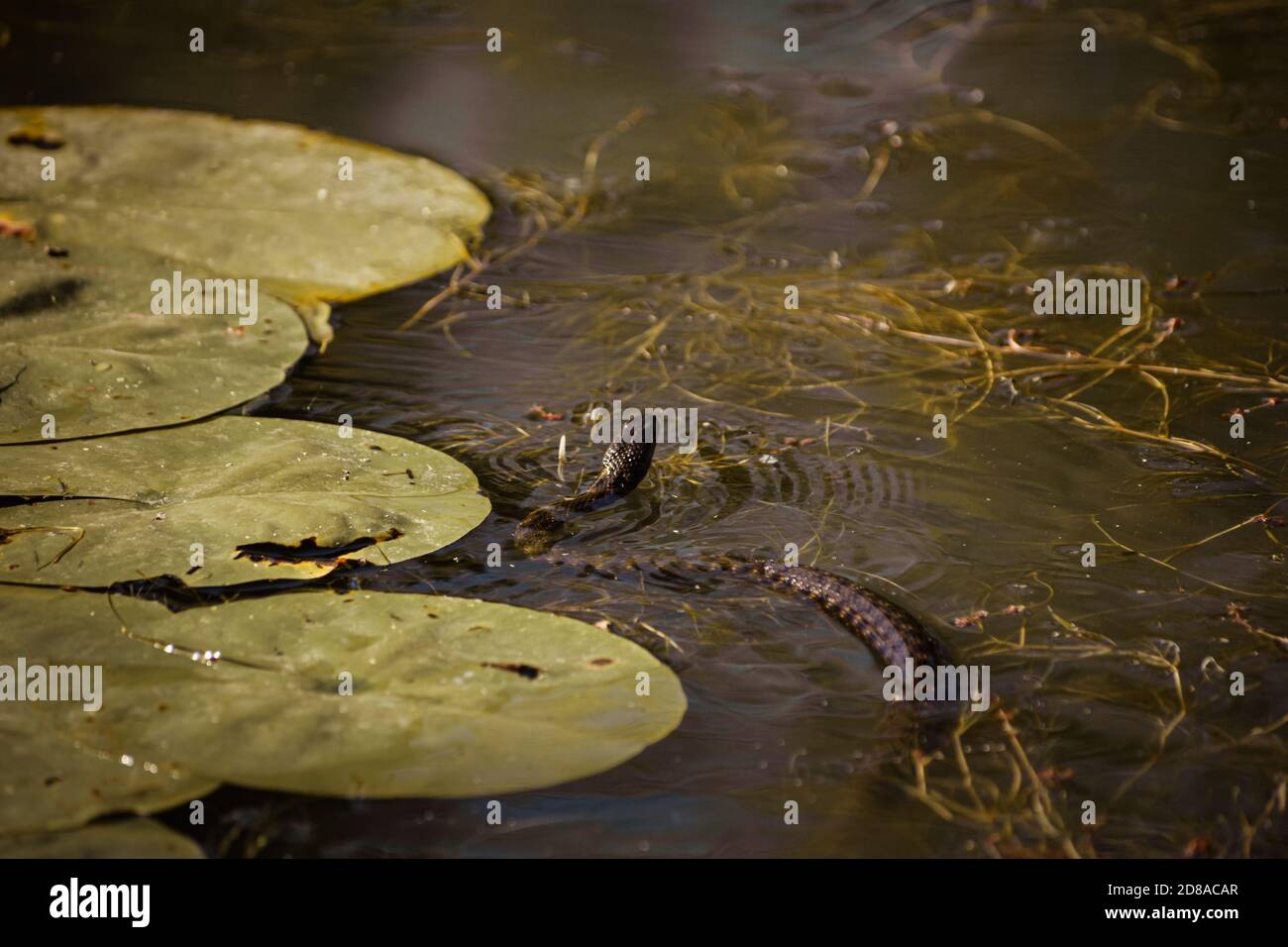 Eine Wasserschlange schwimmt in einem Teich zwischen Seerose Blätter Stockfoto