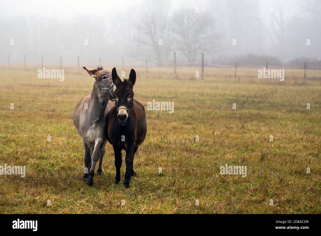 Esel spielen Stockfoto