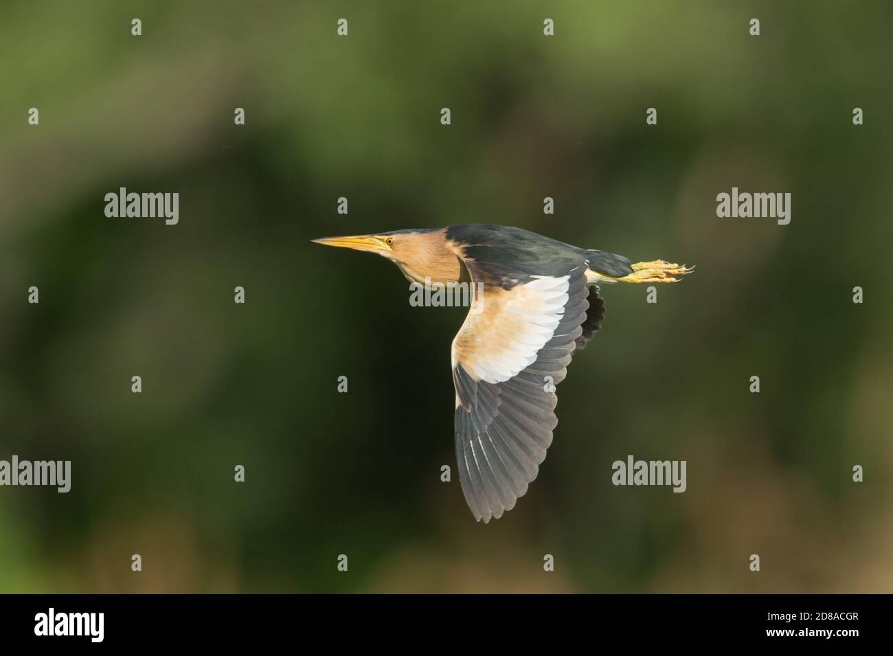Zwergdommel,Ixobrychus minutus is the smalleste Reiherart Mitteleuropas.Sie kommt jedes Jahr Nach Wien um hier zu brueten.Faszination ist das sie Je Stockfoto