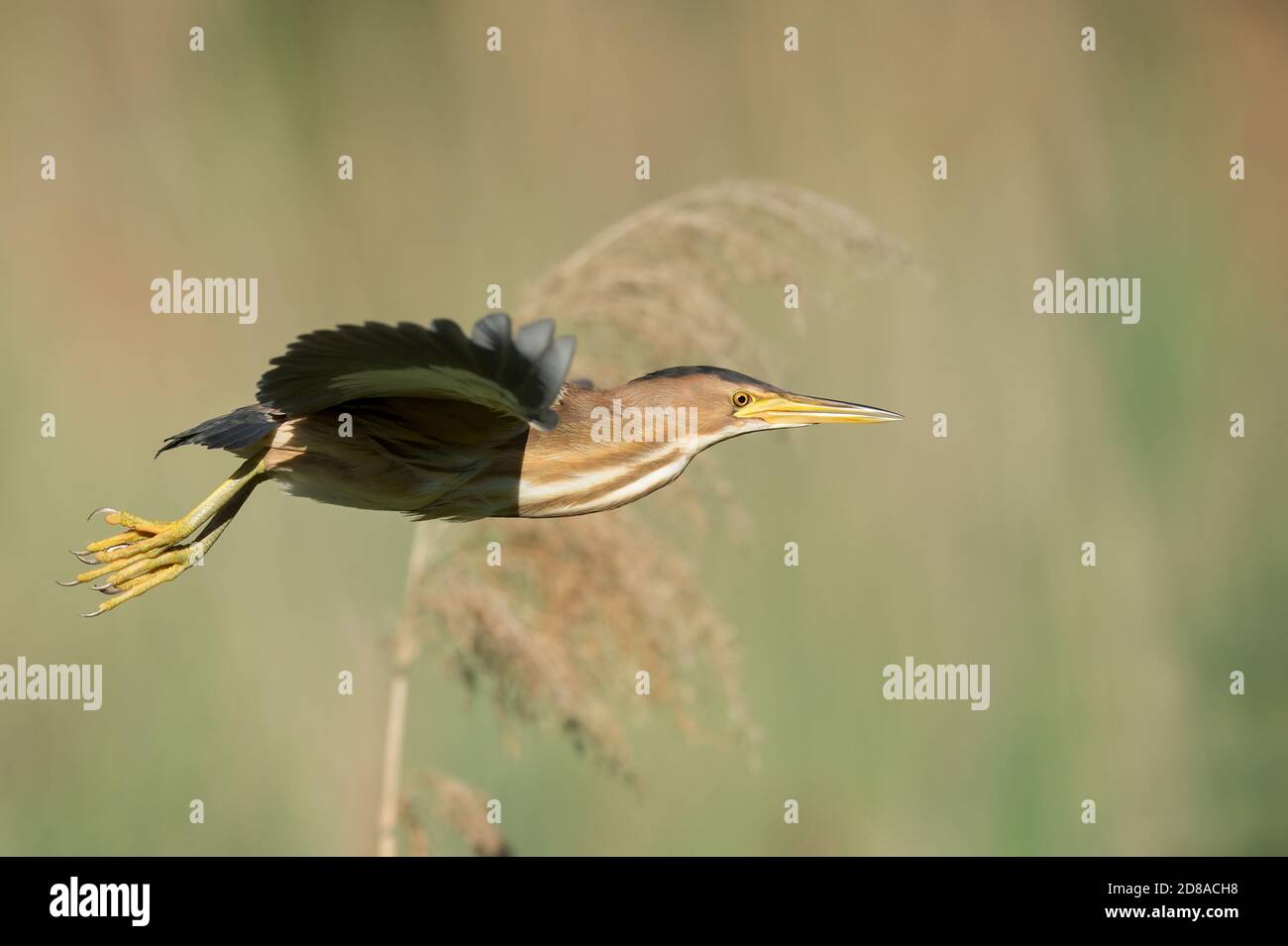 Zwergdommel,Ixobrychus minutus is the smalleste Reiherart Mitteleuropas.Sie kommt jedes Jahr Nach Wien um hier zu brueten.Faszination ist das sie Je Stockfoto