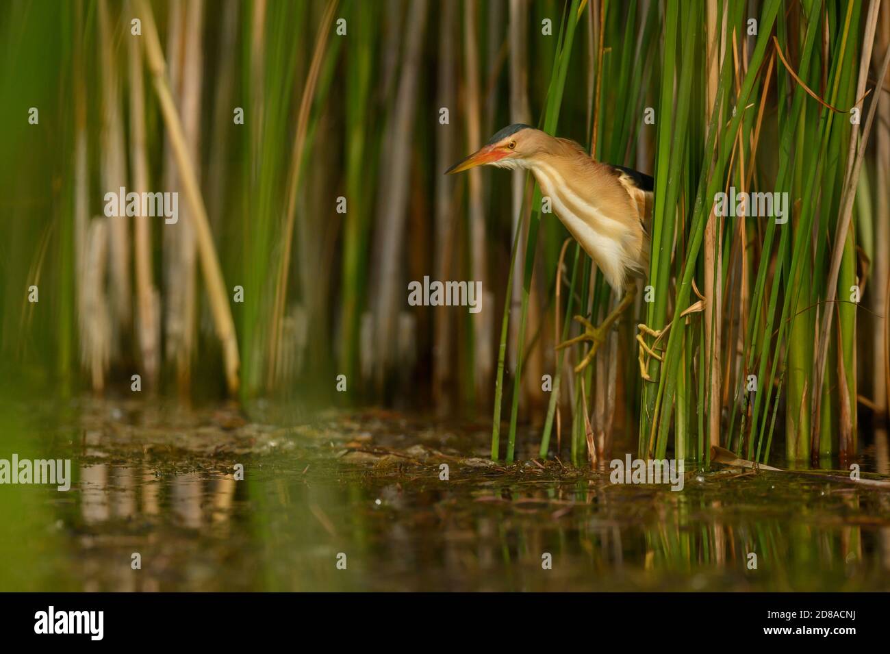 Zwergdommel,Ixobrychus minutus is the smalleste Reiherart Mitteleuropas.Sie kommt jedes Jahr Nach Wien um hier zu brueten.Faszination ist das sie Je Stockfoto