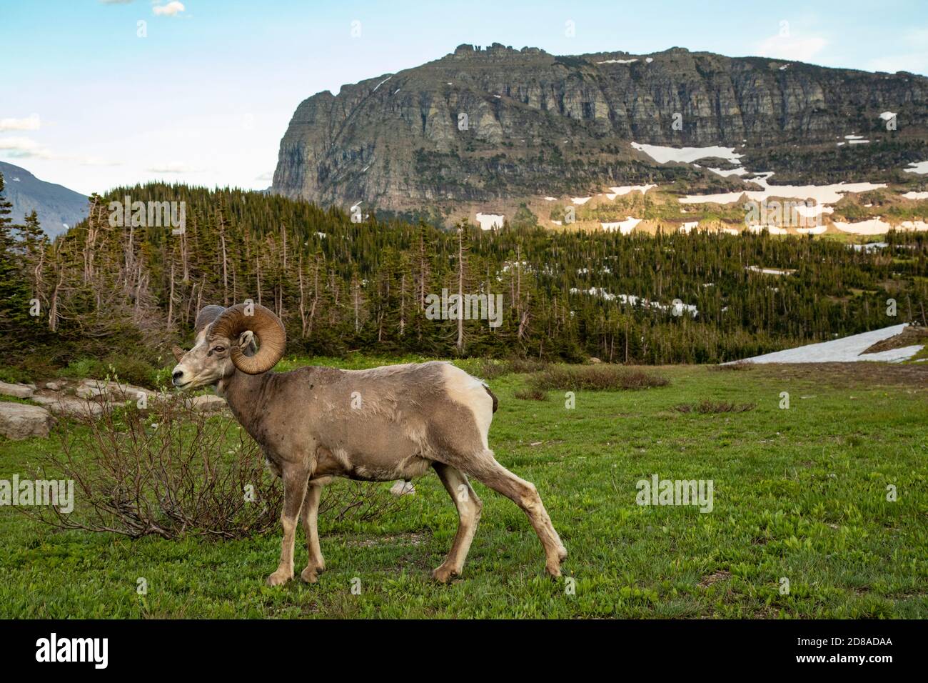 Big Horned Sheep, Glacier National Park, Kalispell, Montana USA Stockfoto