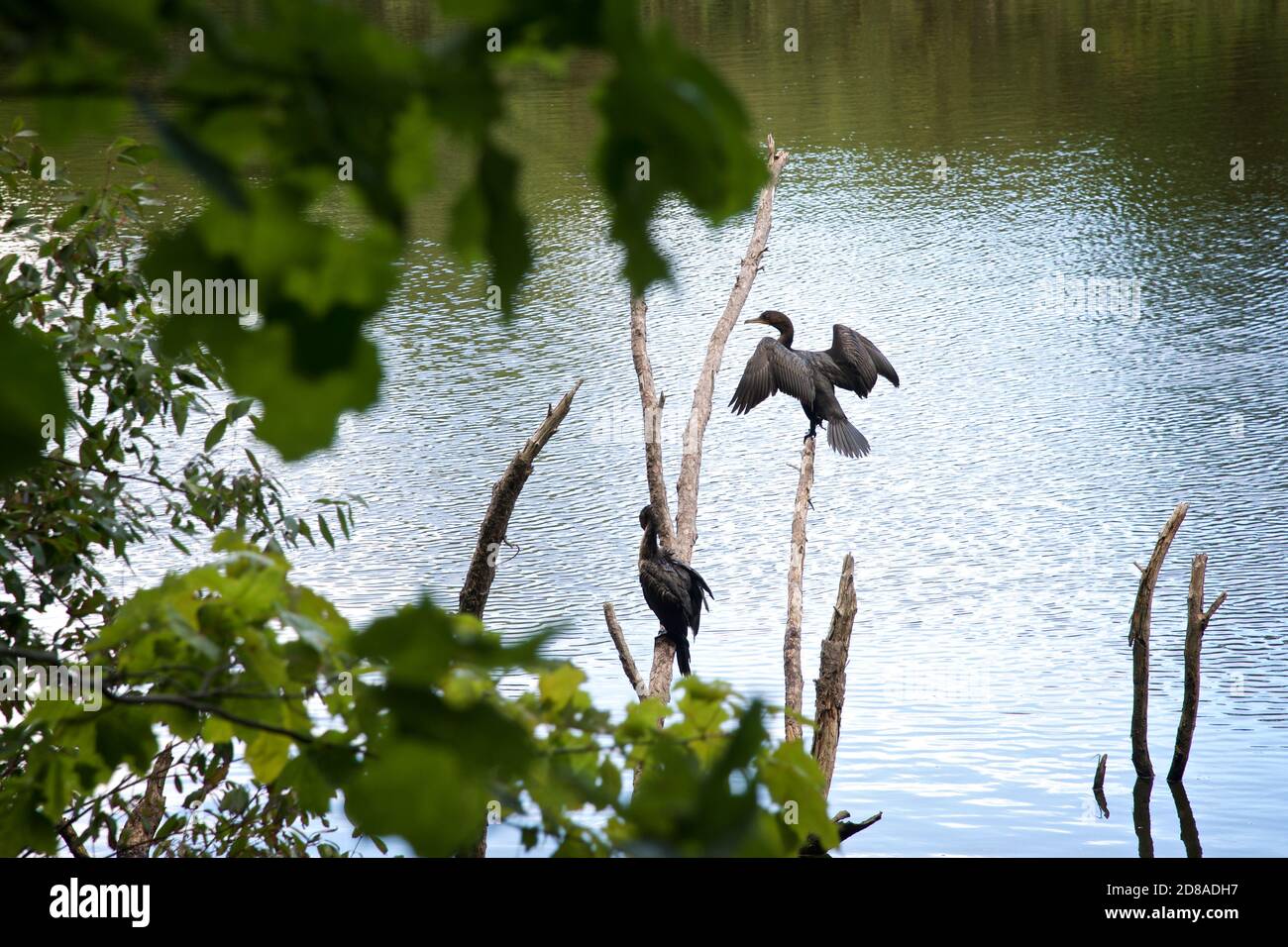 Doppelkrebse Kormoran Angeln im Teich Stockfoto