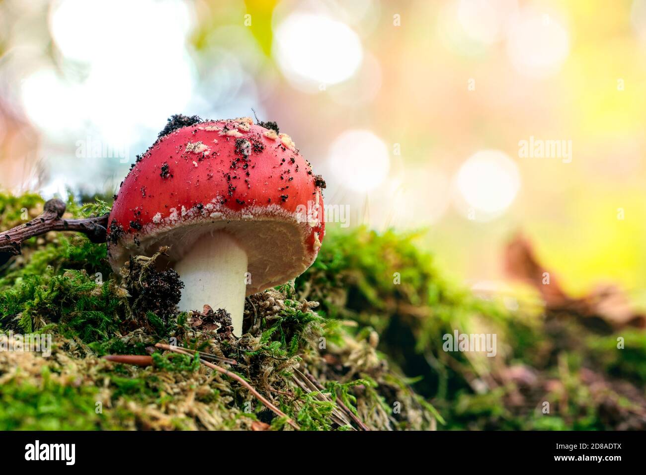 Baby-Toadhocker mit einer kleinen roten Kappe mit weißen Punkten, wächst aus grünem Moos mit einem hellen Blending Hintergrund in einem schönen Wald Stockfoto