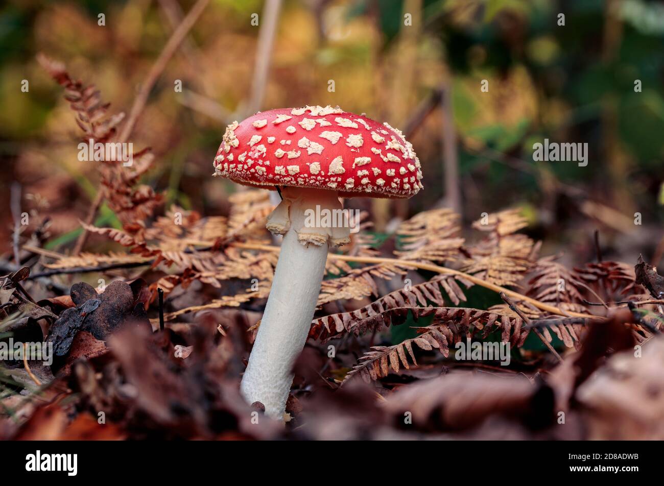 Seitenansicht eines roten Pilzes oder Toadstool, der aus braunen und orangen Blättern wächst. Dunkles Farbthema in Herbstwaldszene mit Farnlaub im Hintergrund Stockfoto