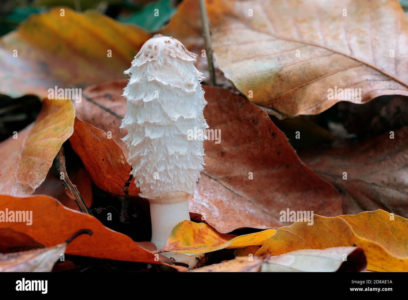 Weißer junger und zotteliger Pilz, der in einem Buschwald aus braunen, gelben und orangen Buchenblättern wächst. Herbst Farbthema mit einer natürlichen Mushr Stockfoto