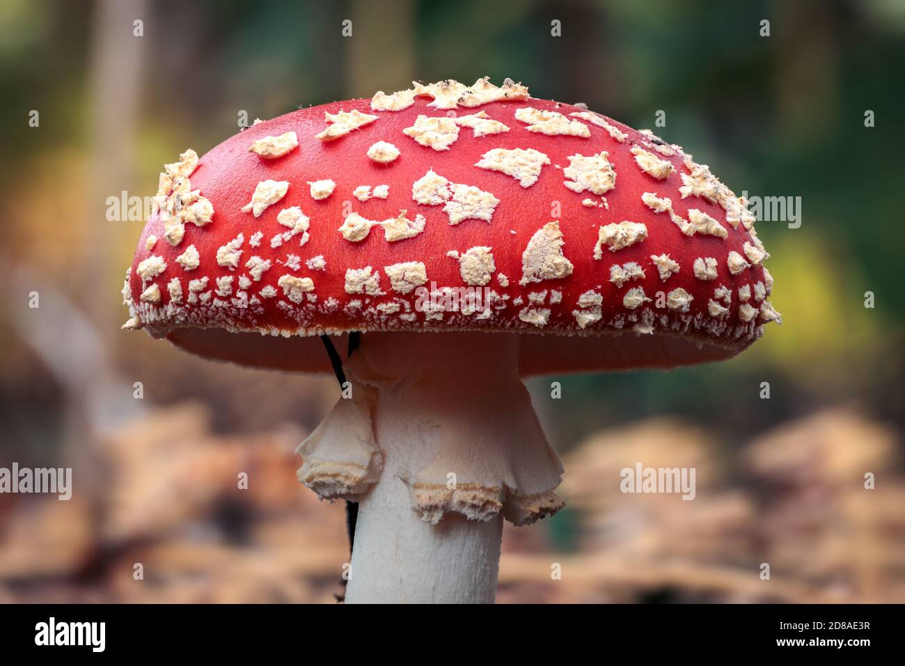 Nahaufnahme eines Rotfliegenpilzes mit einer weiß gefleckten Pilzkappe, auch bekannt als Toadstool und ist die beliebteste Pilzart, die als virtuelle Meeti verwendet wird Stockfoto