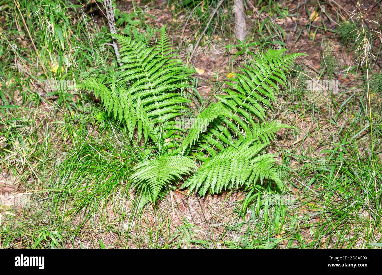 Grüne Farnblätter im Sommerwald aus nächster Nähe Stockfoto