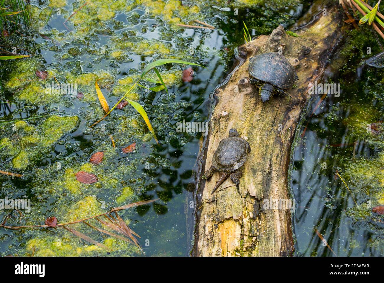 Europäische Sumpfschildkröte (Emys Orbicularis) Stockfoto