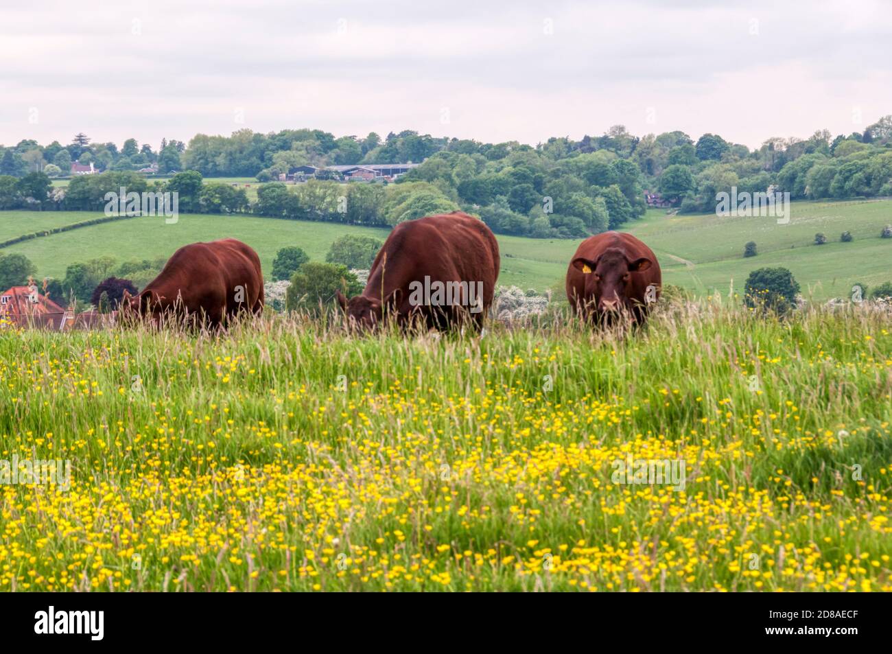 Kühe grasen auf Farthing Downs, einem Freigelände der Stadt, das Teil des Grüngürtellandes südlich von London ist. Stockfoto