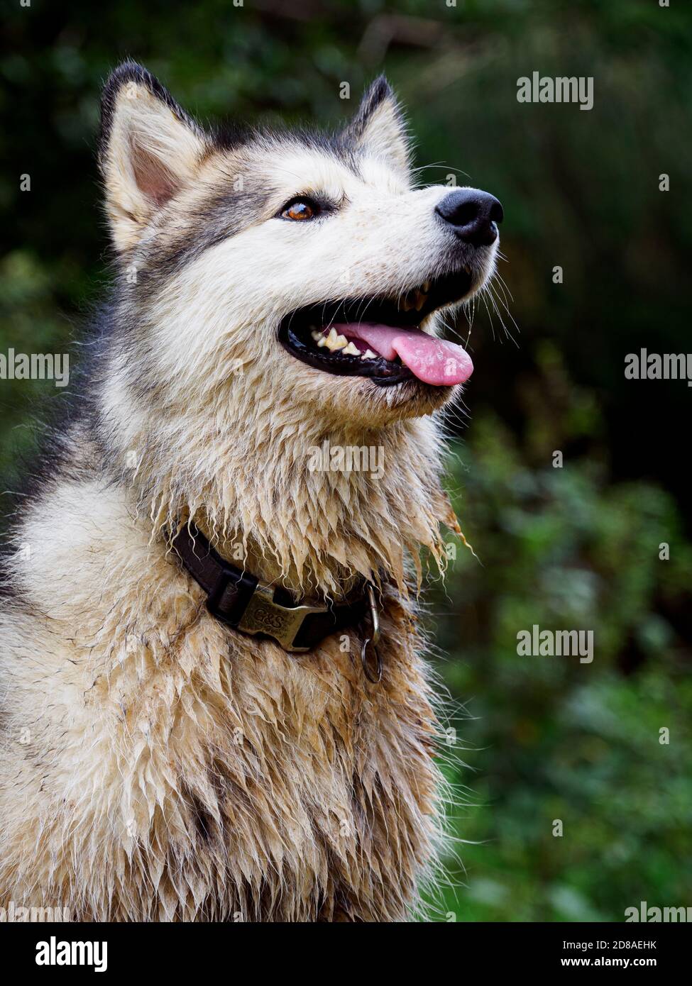 Weiblich Alaskan Malamute, nass und schmutzig, UK Stockfoto