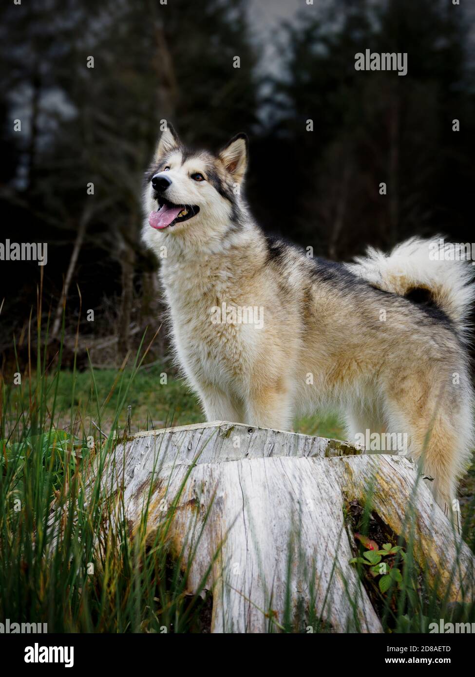 Weibliche Alaskan Malamute, Großbritannien Stockfoto