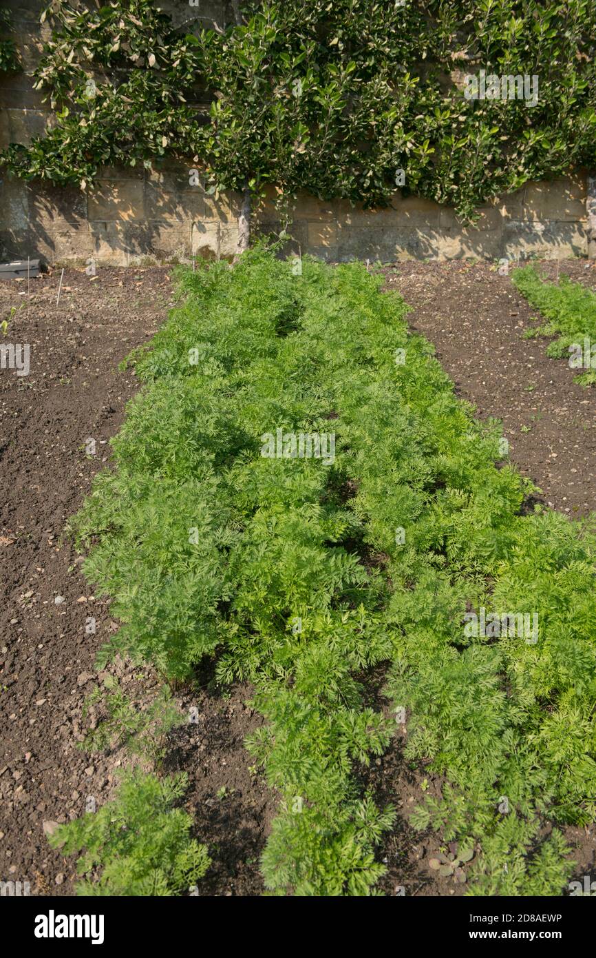 Ernte von selbst angebauten Bio-Karottenpflanzen (Daucus carota subsp. Sativus) in einem Gemüsegarten in Rural West Sussex, England, Großbritannien Stockfoto