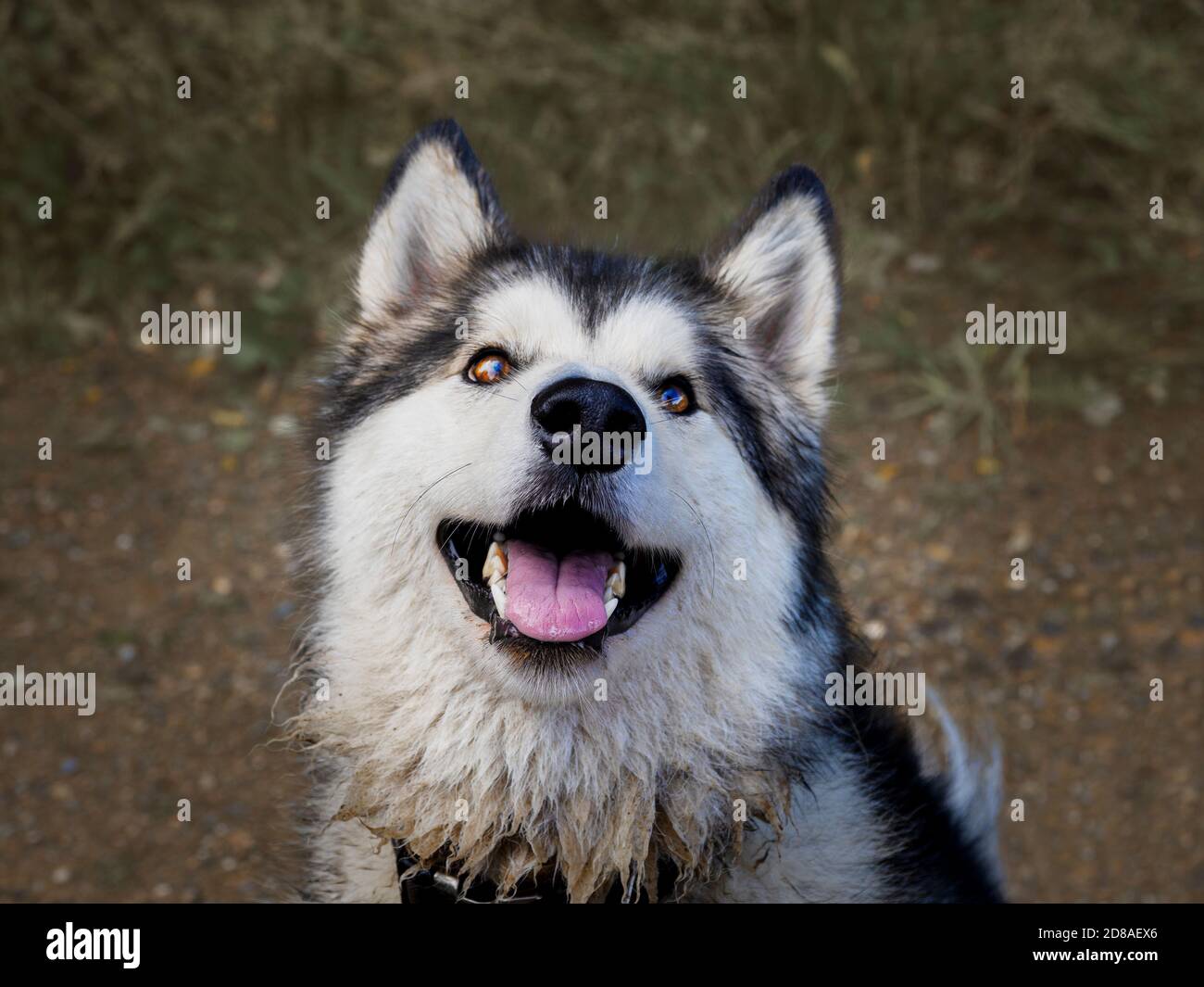 Weiblich Alaskan Malamute, nass und schmutzig, UK Stockfoto