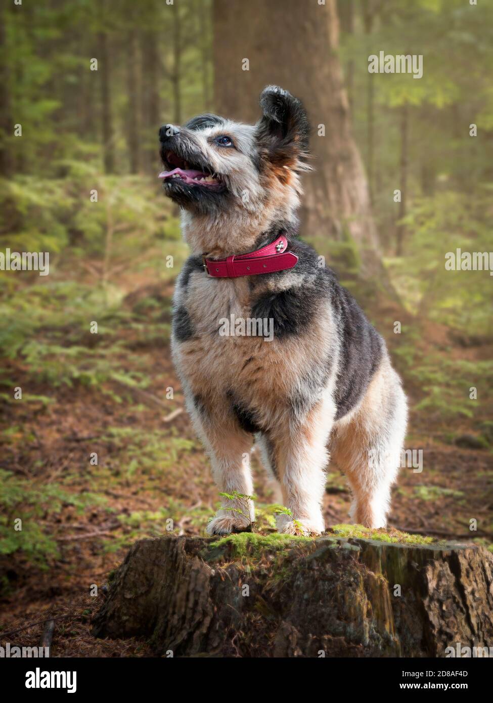 Rumänische Rettungshund geglaubt, um ein Corgi Kreuz in einem Wald, Herbst, Großbritannien Stockfoto