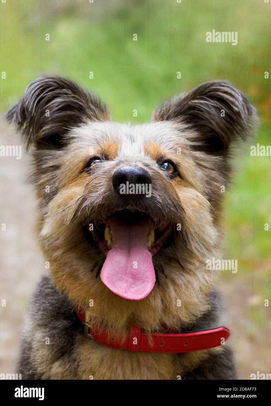 Porträt eines ungewöhnlich aussehenden Hundes wahrscheinlich ein Corgi Kreuz, UK Stockfoto