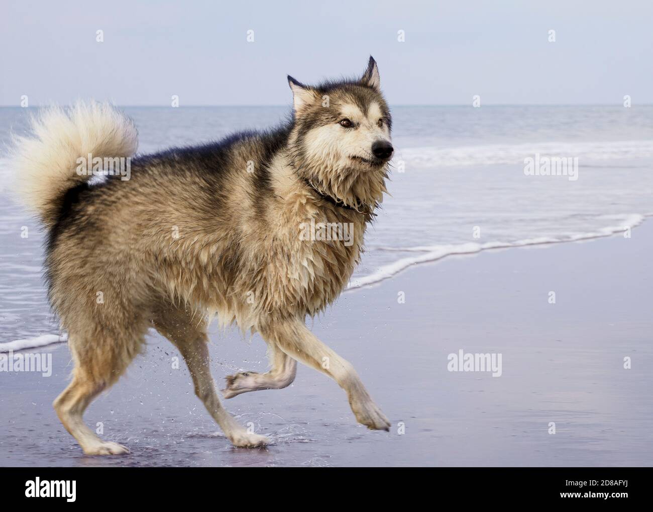 Weibliche Alaskan Malamute an einem Strand, Cornwall, Großbritannien Stockfoto