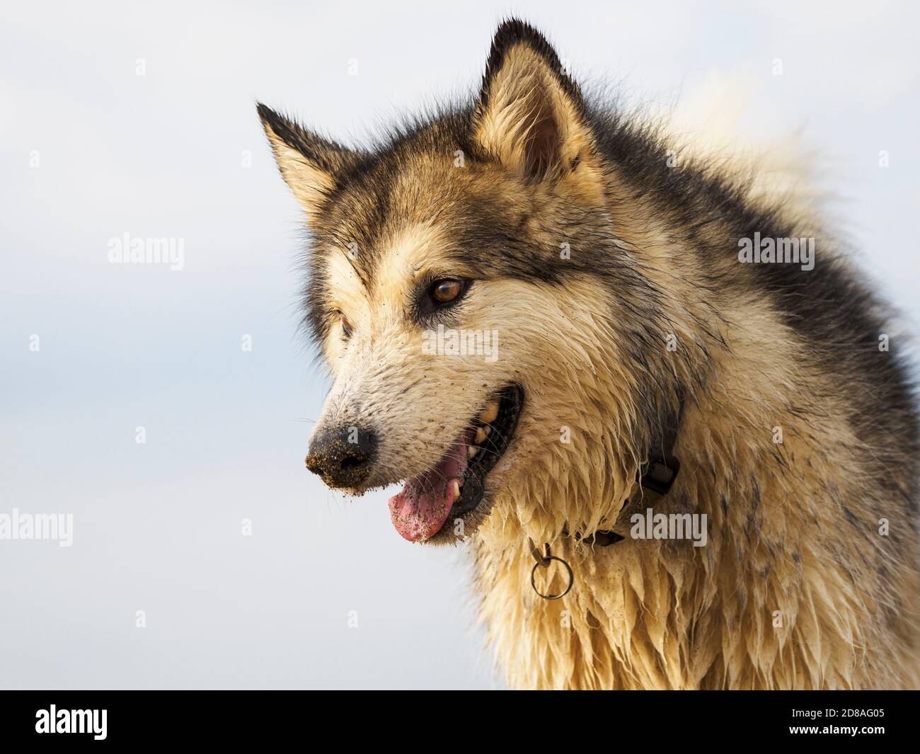 Porträt eines Alaskan Malamute am Strand, Cornwall, Großbritannien Stockfoto