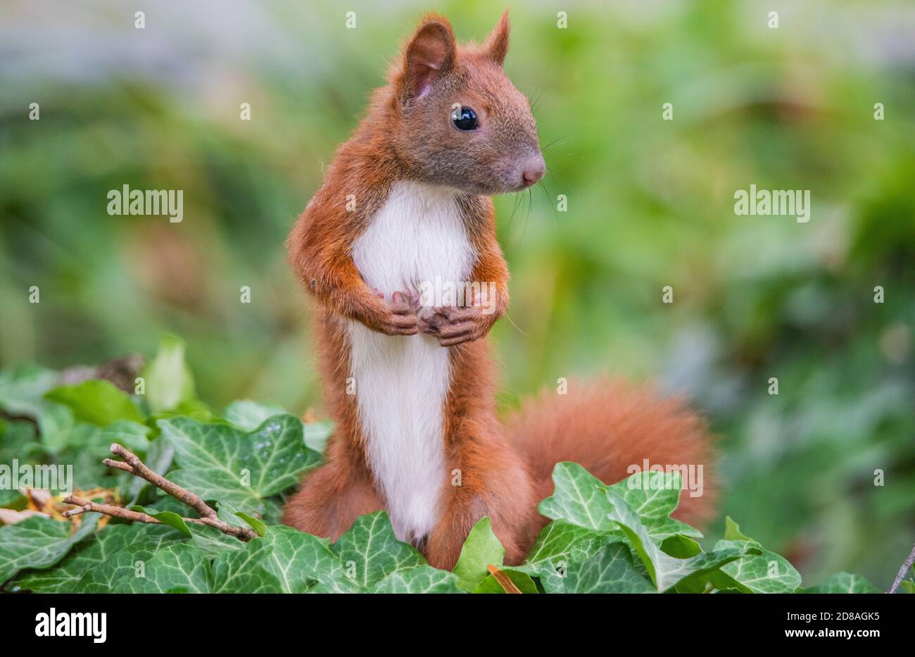 Nahaufnahme eines Eichhörnchens, das direkt in die Kamera schaut. Er sitzt aufrecht auf seinen Hinterpfoten in Efeu. Stockfoto