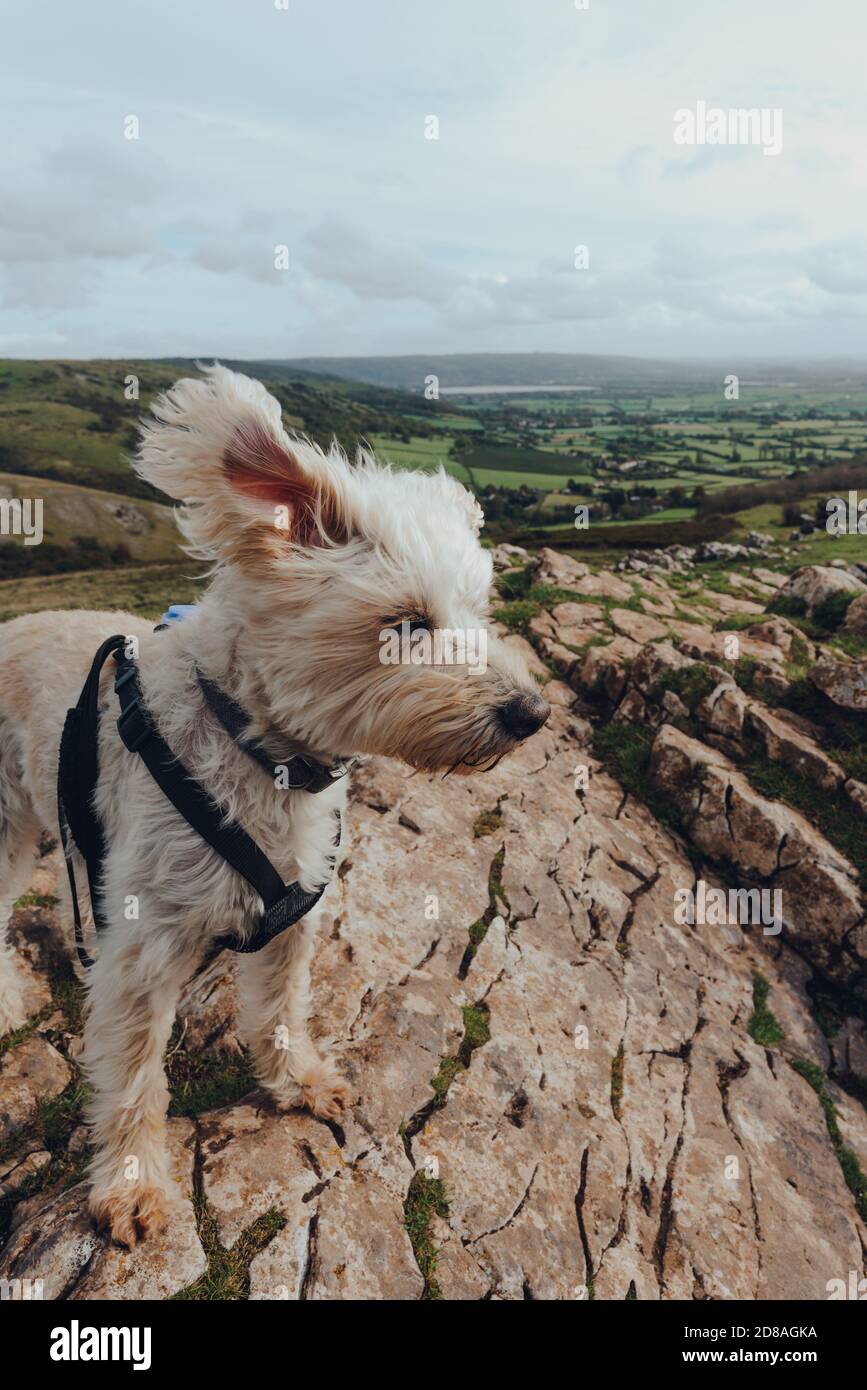 Süßer weißer Hund mit Ohren, die im Wind auf dem Crook Peak in Mendip Hills, England, Großbritannien, fliegen. Stockfoto