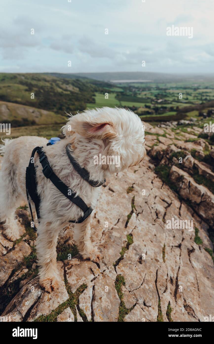 Süßer weißer Hund, der im Wind auf dem Crook Peak in Mendip Hills, England, Großbritannien, steht. Stockfoto