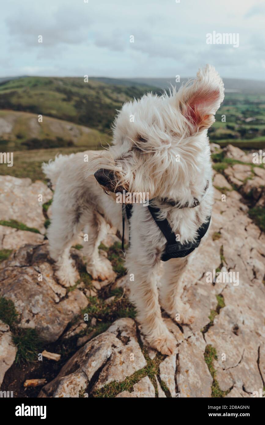 Netter weißer Hund mit Ohren, die im Wind fliegen und auf dem Crook Peak in Mendip Hills, England, Großbritannien stehen. Stockfoto