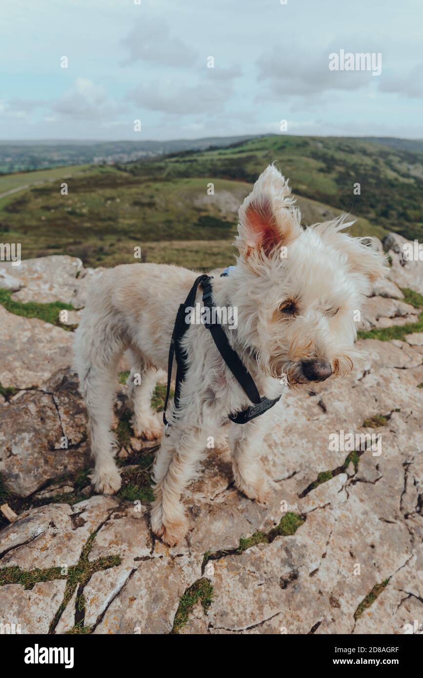 Netter weißer Hund mit Ohren, die im Wind fliegen und auf dem Crook Peak in Mendip Hills, England, Großbritannien stehen. Stockfoto