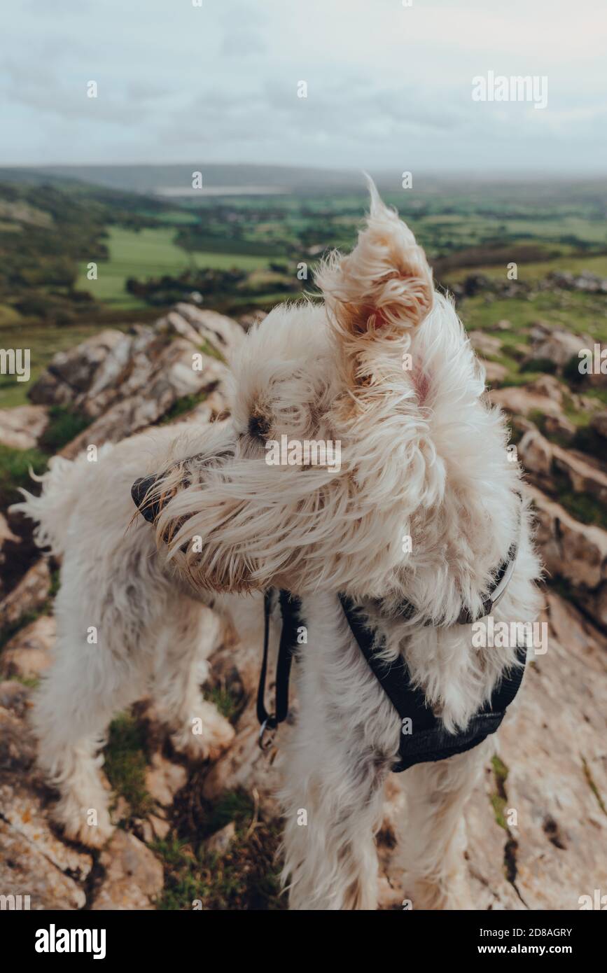 Netter weißer Hund, der an einem windigen Tag auf dem Crook Peak in Mendip Hills, England, UK, steht. Stockfoto