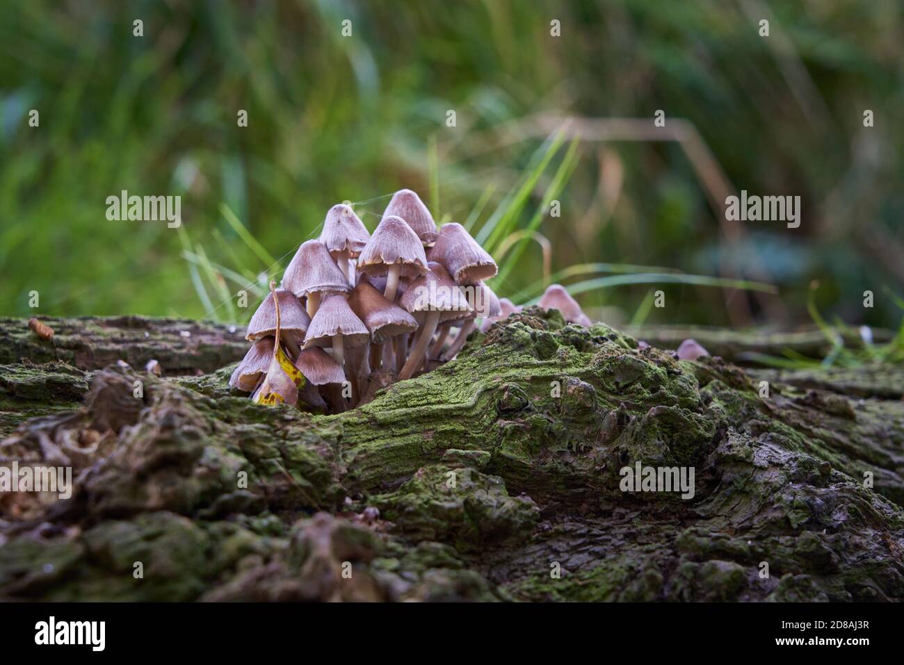 Gewöhnliche Bonnet Mycena galericulata Toadstools oder Pilzpilze Cluster auf Verfallendes Holz auf Waldboden in Lincolnshire England im Herbst Oktober Stockfoto