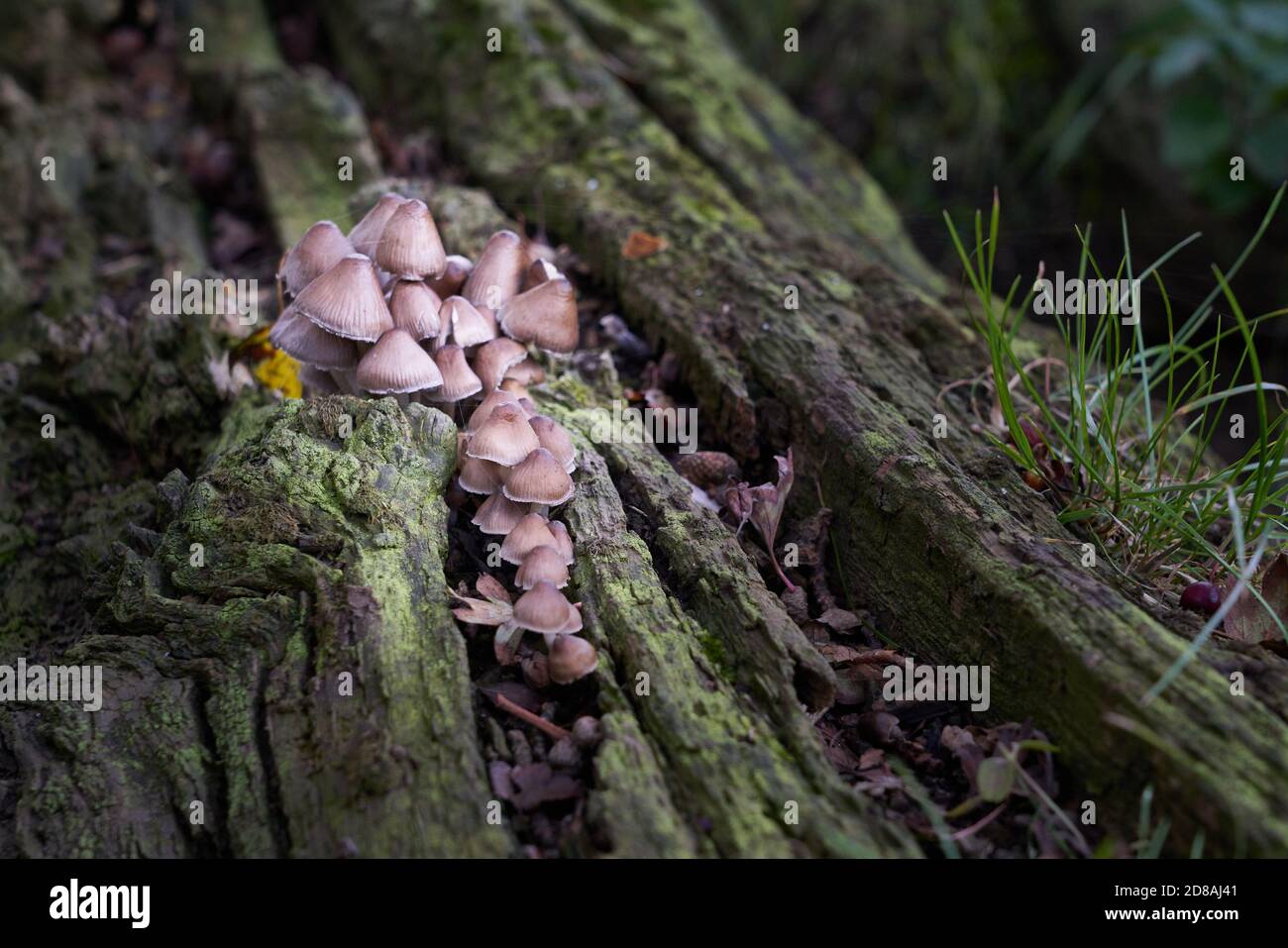 Gewöhnliche Bonnet Mycena galericulata Toadstools oder Pilzpilze Cluster auf Verfallendes Holz auf Waldboden in Lincolnshire England im Herbst Oktober Stockfoto