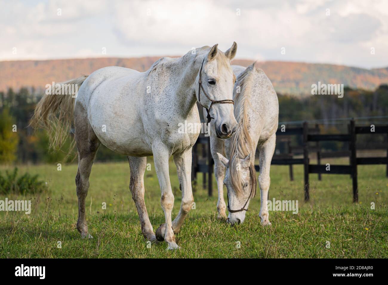 Porträt von schönen weißen Pferd Stockfoto