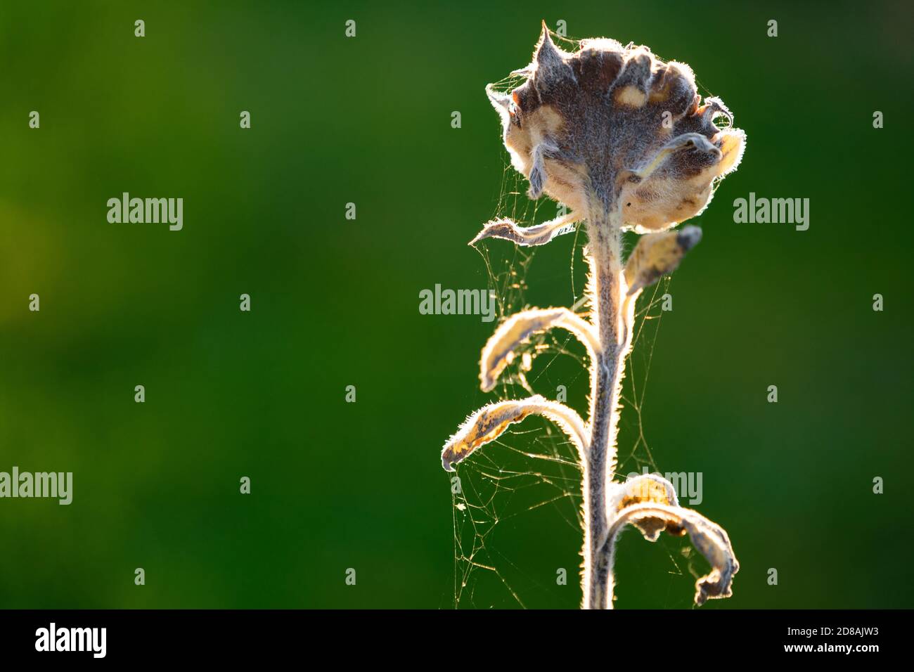 Detail des Todes trockene Blume Stockfoto