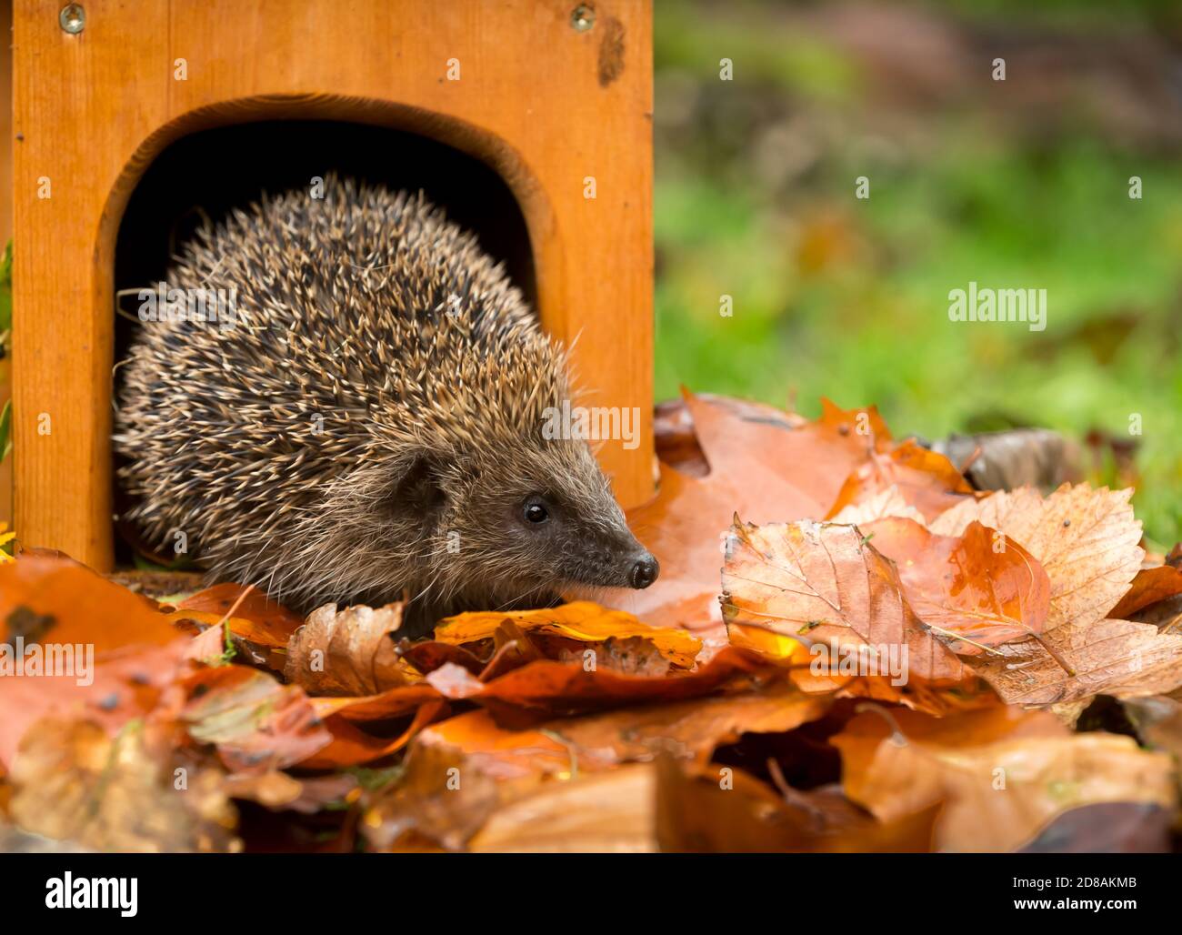 Igel (Wissenschaftlicher Name: Erinaceus Europaeus) Wilder, einheimischer, europäischer Igel im Herbst, der aus einem Igelhaus mit bunten Herbstblättern hervortritt. Stockfoto