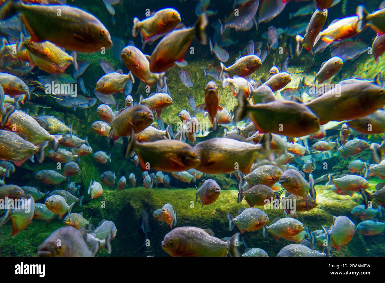 Piranha-Piraña, den Ba Planet Acuarium, Kopenhagen, Dänemark, Europa Stockfoto