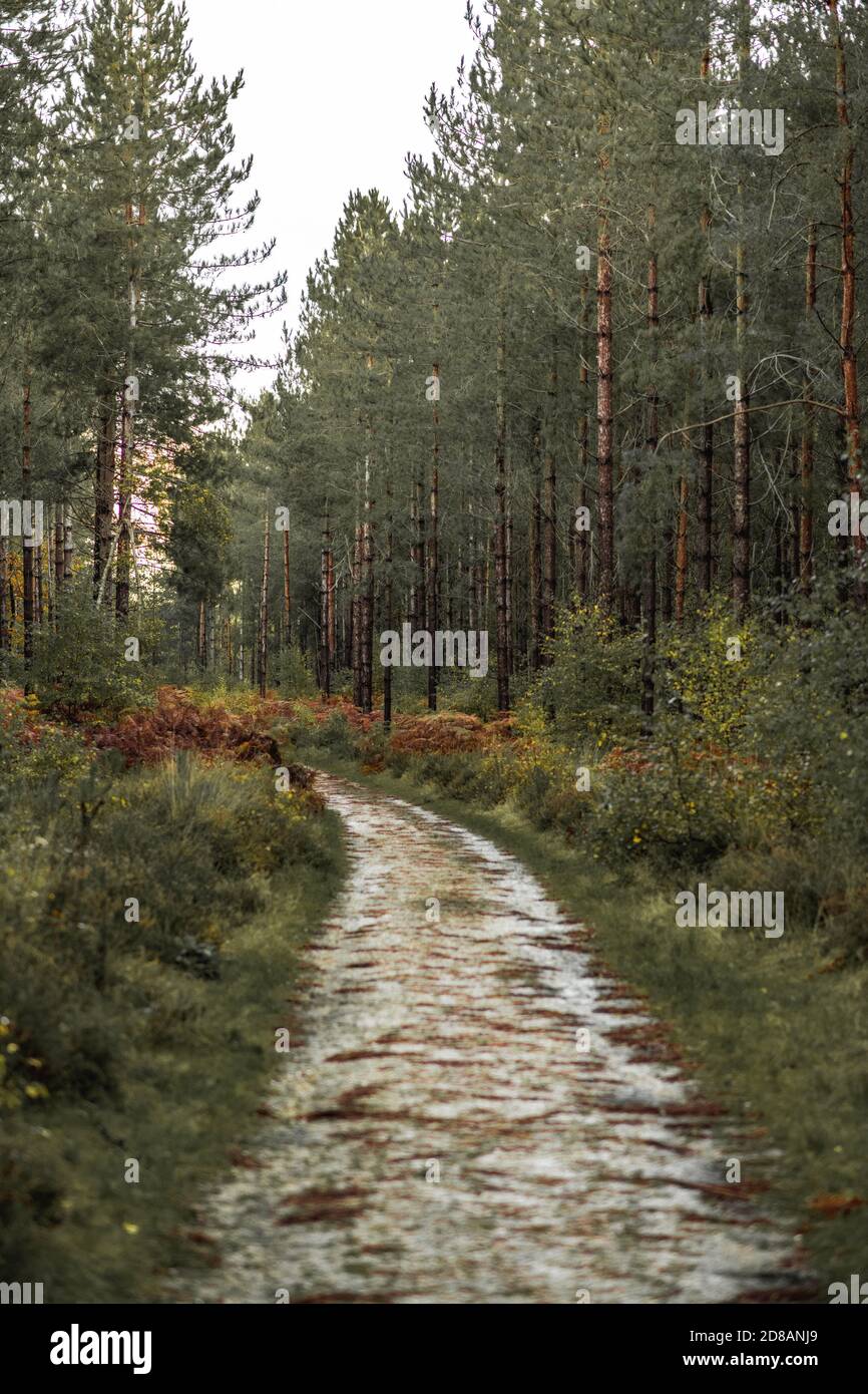 Autumn Woodland: The New Forest, Hampshire Großbritannien. Stockfoto