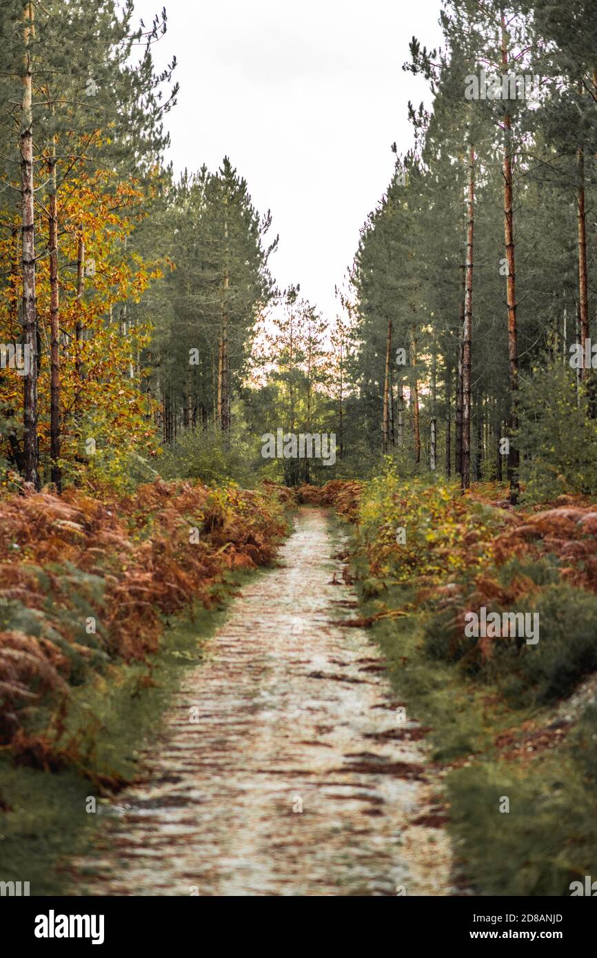 Autumn Woodland: The New Forest, Hampshire Großbritannien. Stockfoto