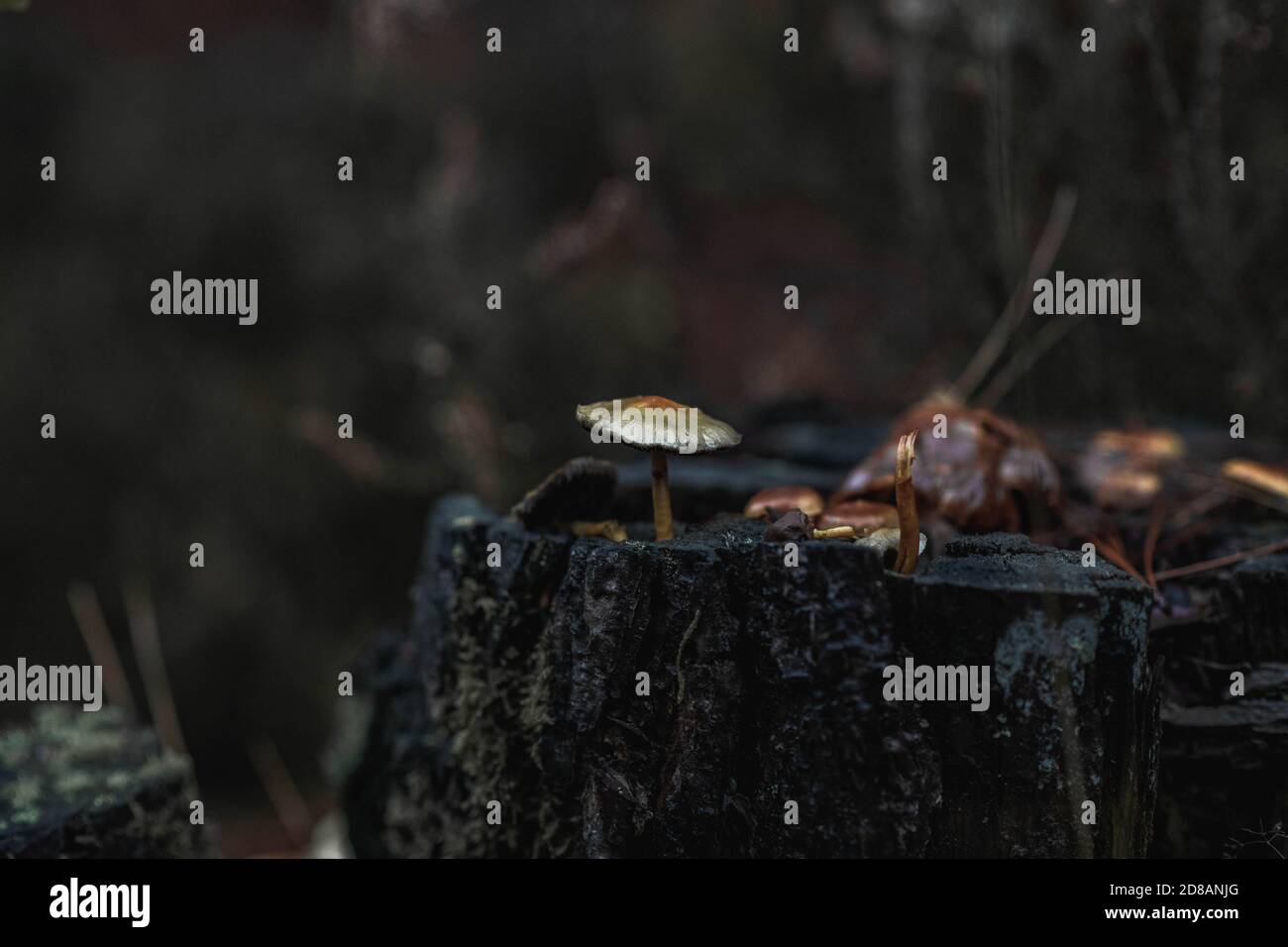 Herbstwald: Pilze aus der Nähe wachsen aus einem Baumstumpf. The New Forest, Hampshire Großbritannien. Stockfoto