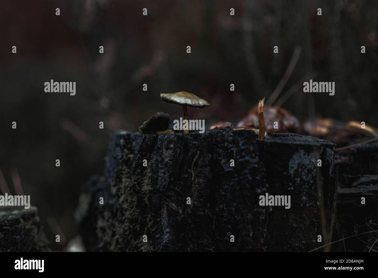 Herbstwald: Pilze aus der Nähe wachsen aus einem Baumstumpf. The New Forest, Hampshire Großbritannien. Stockfoto